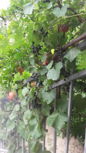 Домик у Куры